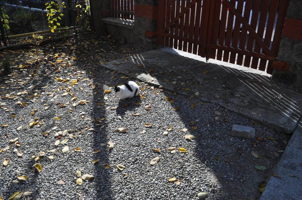 Pensiunea Micsunica Sinaia Zewnętrze zdjęcie